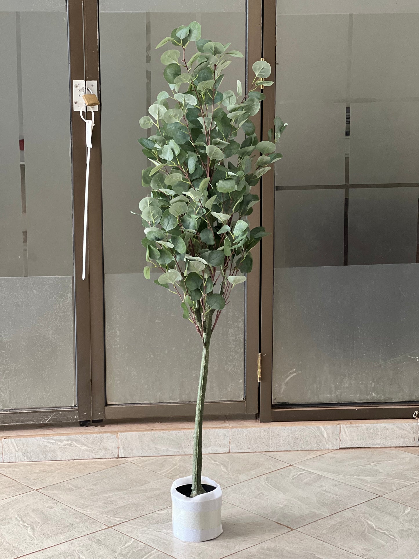 Green eucalyptus 150cm
