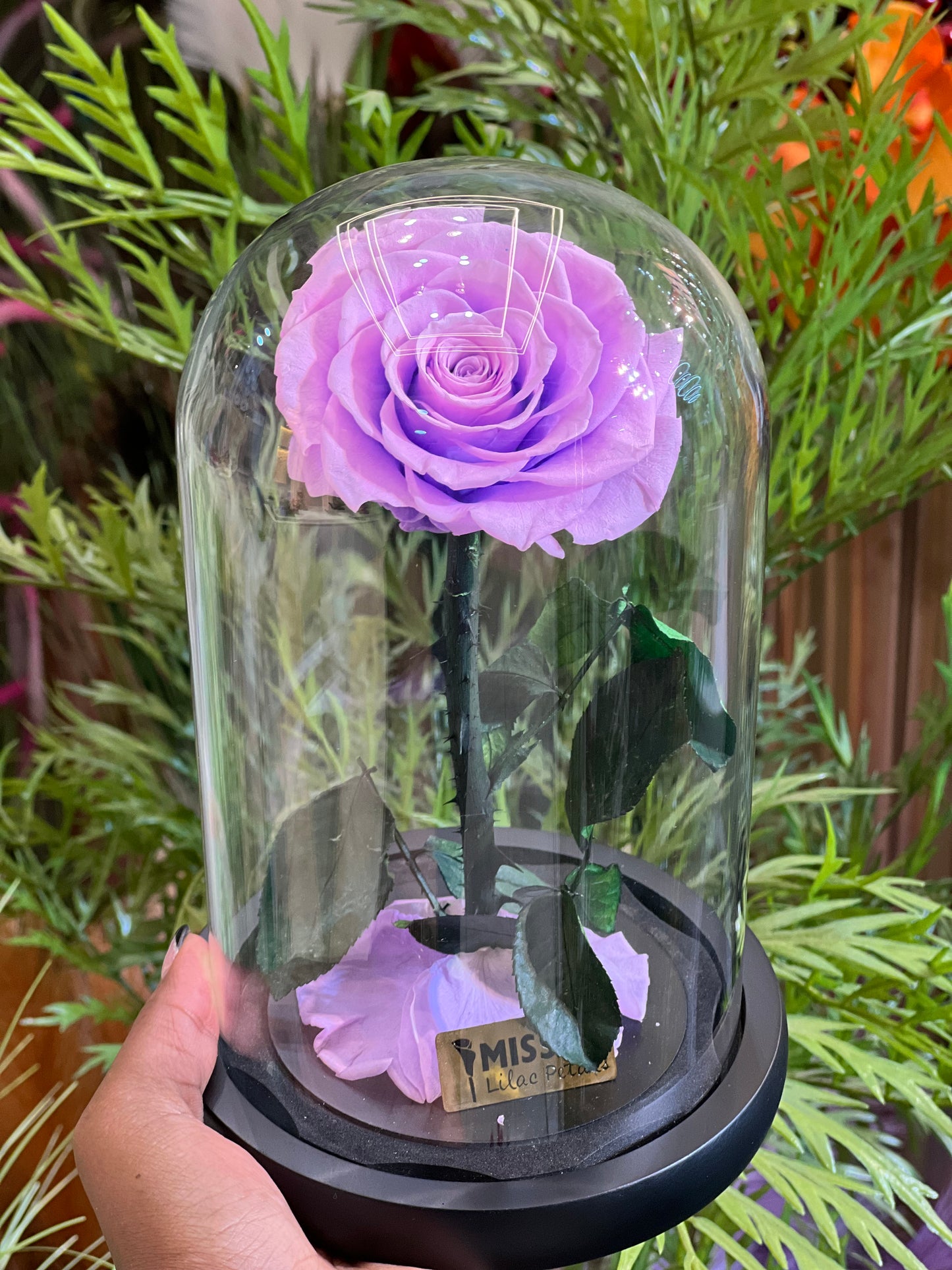 Luxury infinity One Rose
