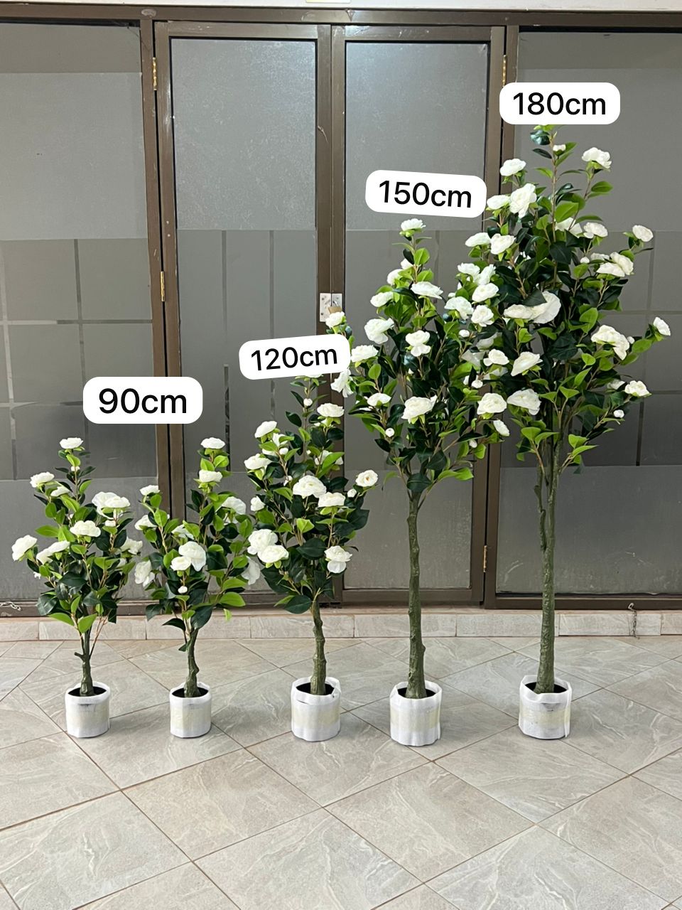 Rosa iceberg tree 90cm