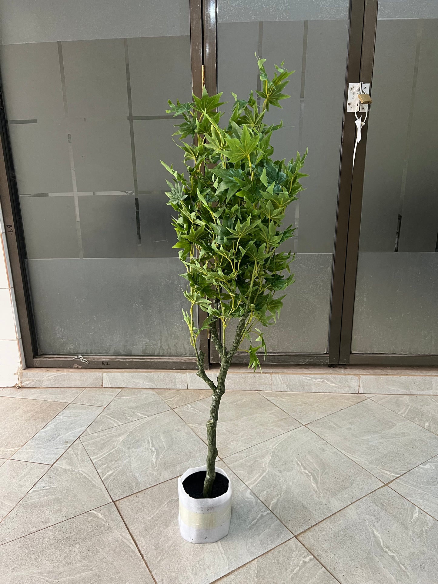 Maples tree 120cm