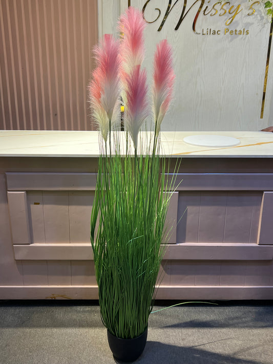 Pampas grass peach