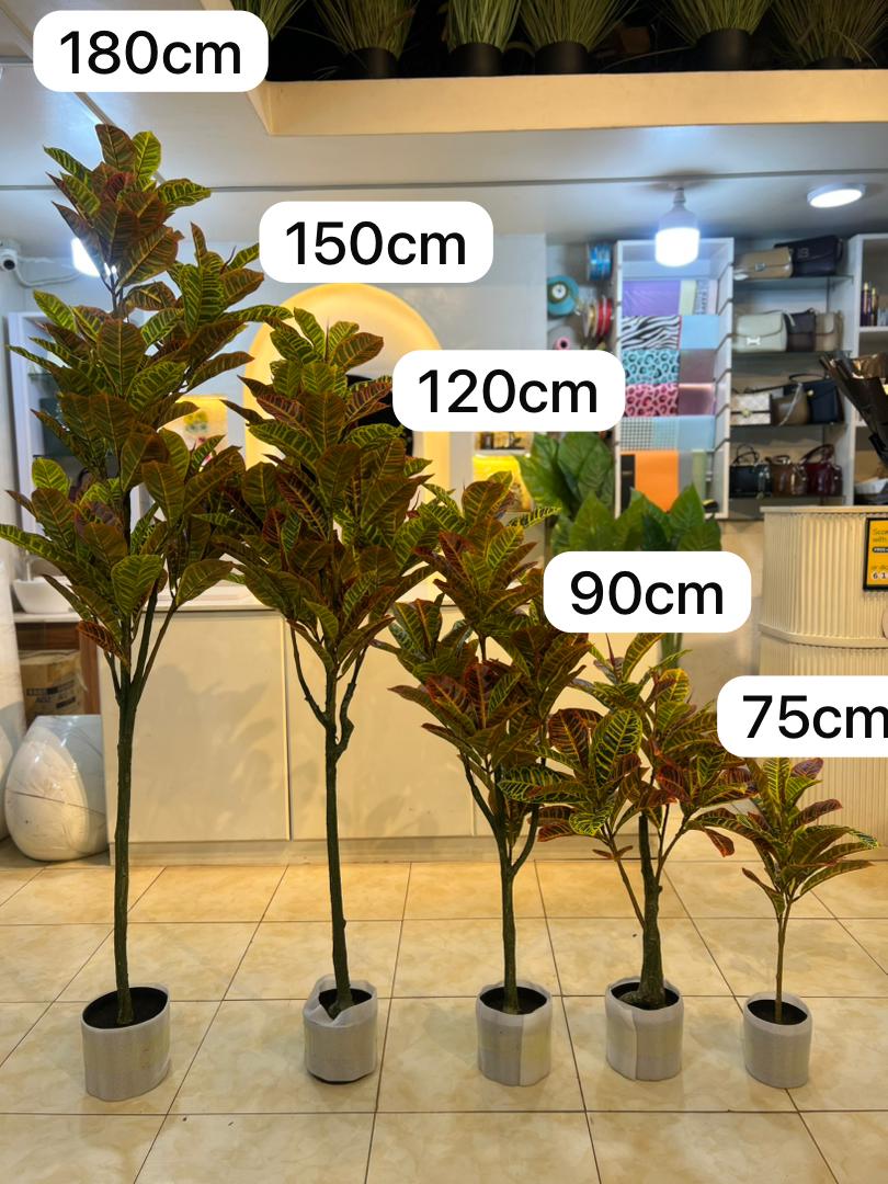 Croton plant 180cm
