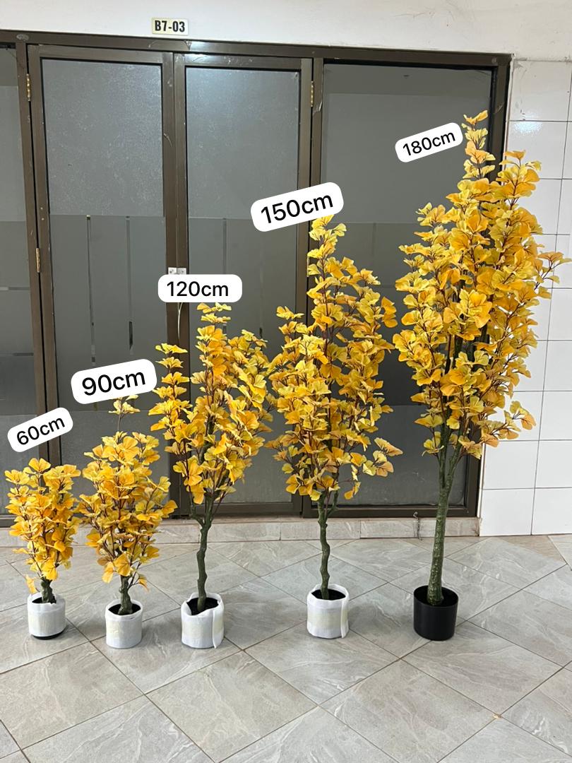 Ginkgo Biloba tree 180cm