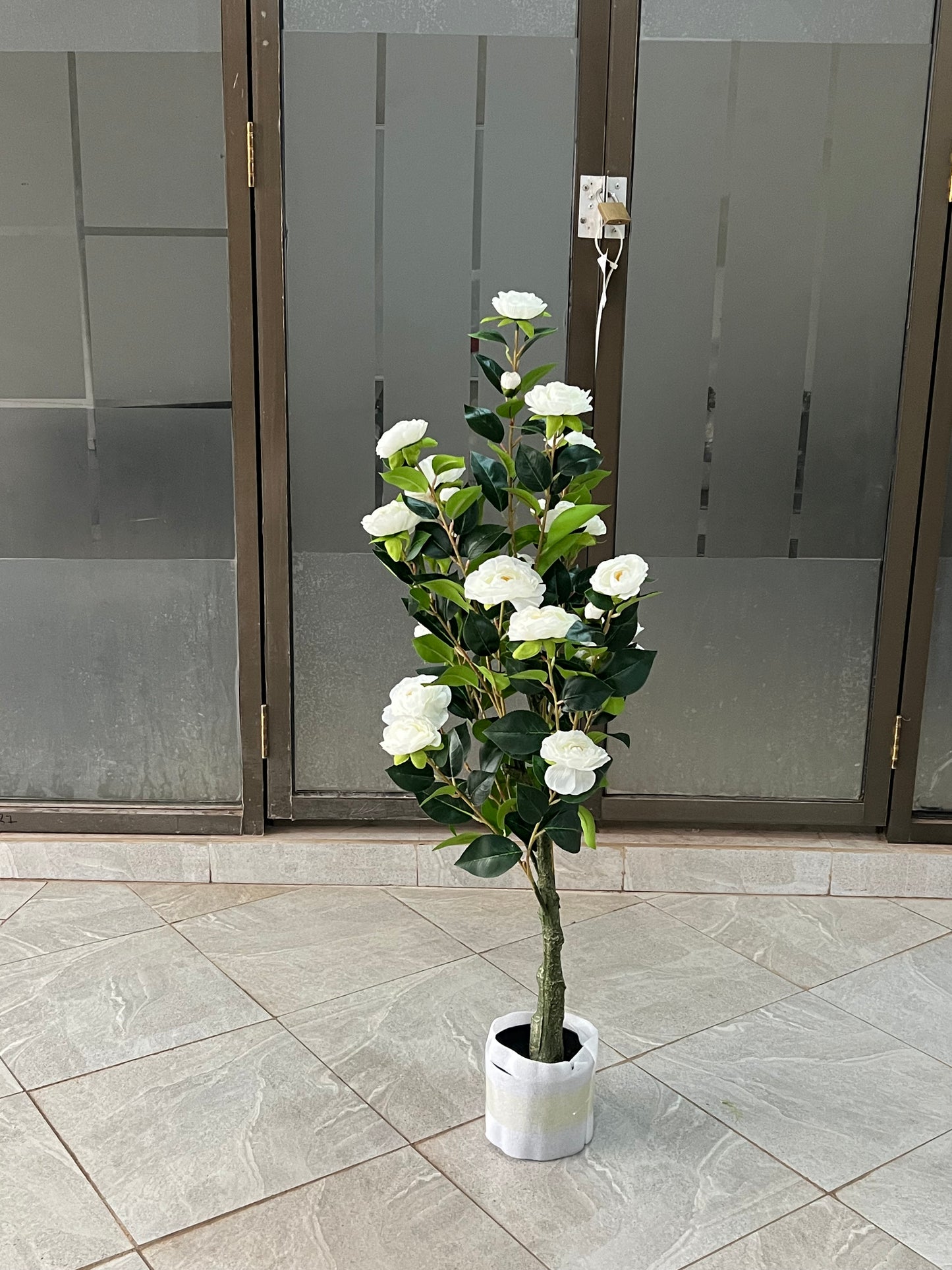 Rosa iceberg tree 120cm