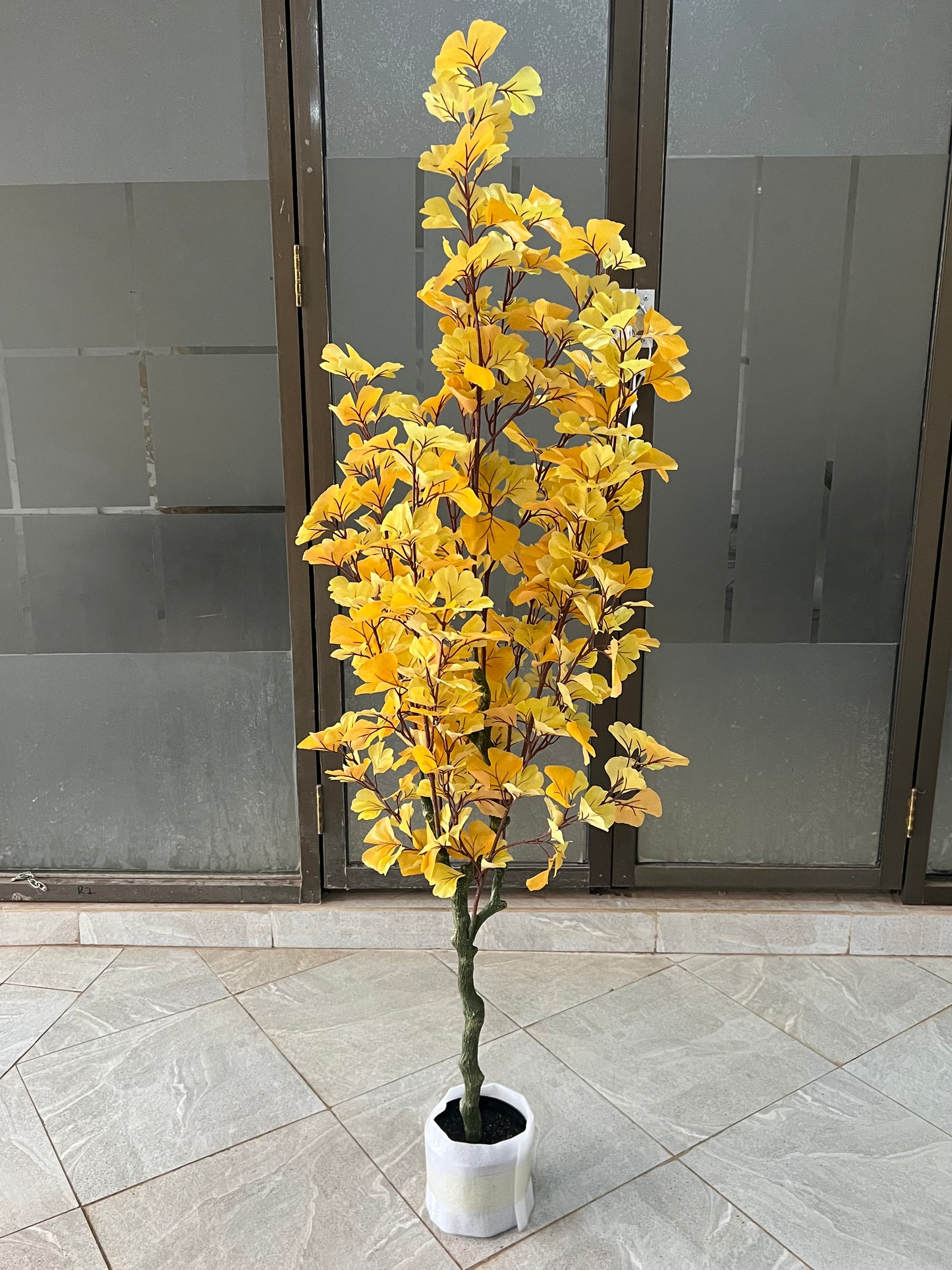 Ginkgo Biloba tree 150cm
