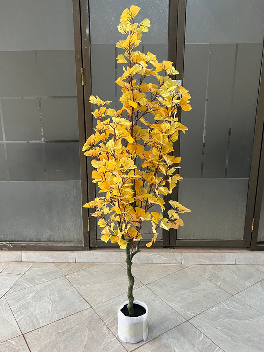 Ginkgo Biloba tree 150cm