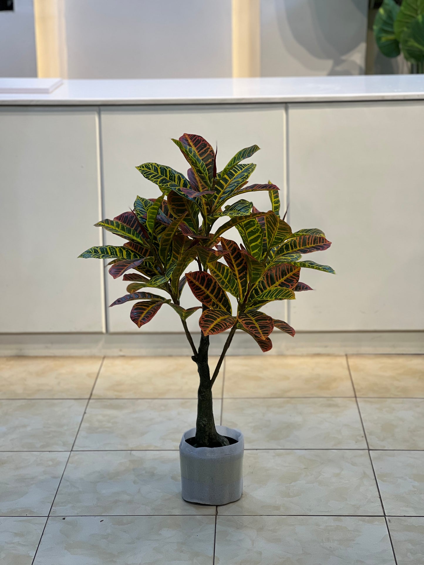 Croton plant 90cm