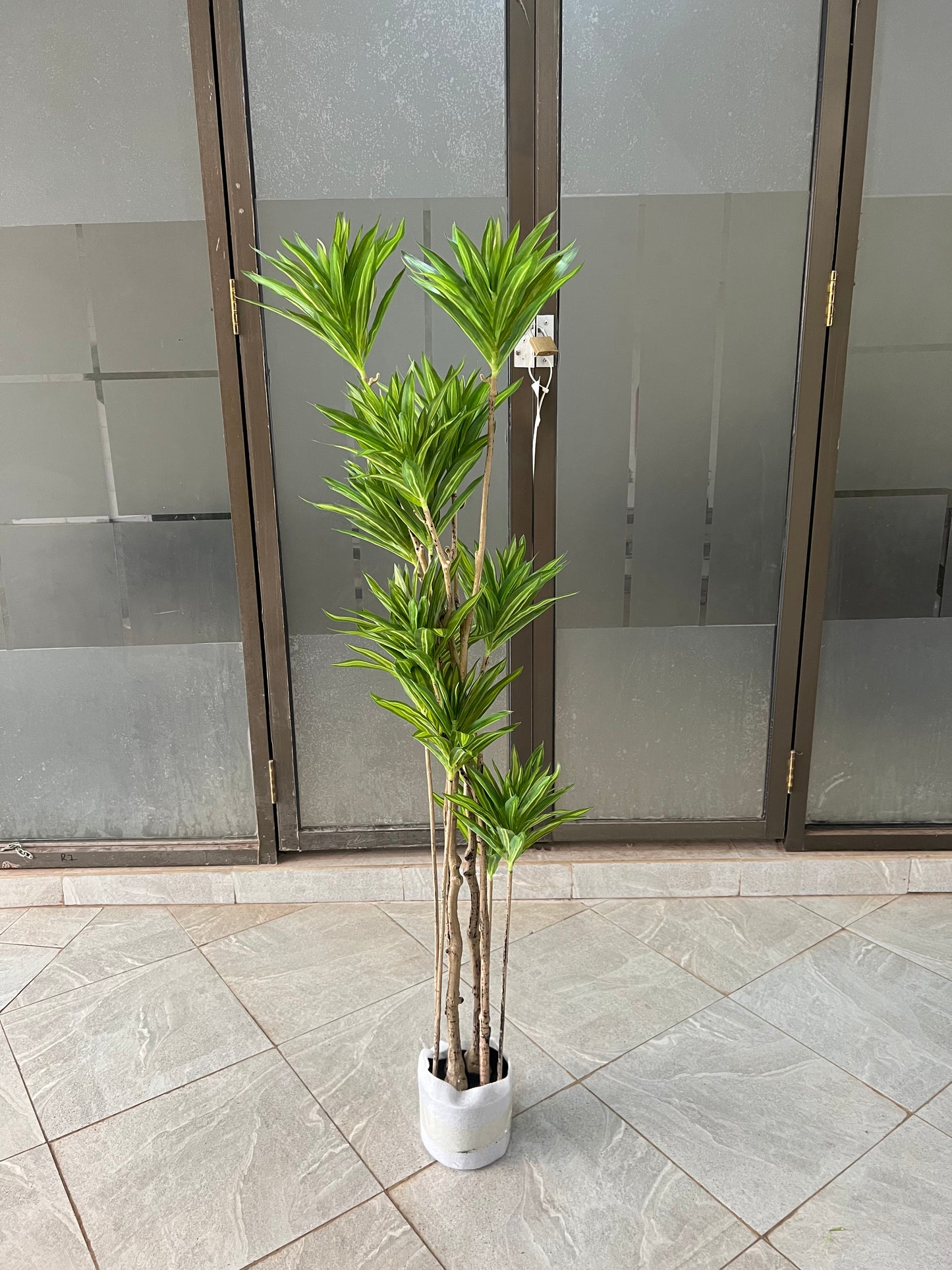 Dracaena deremensis 140cm