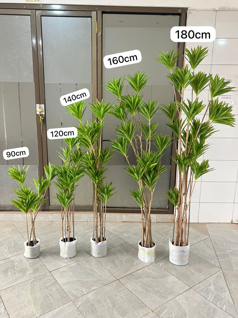 Dracaena deremensis 90cm