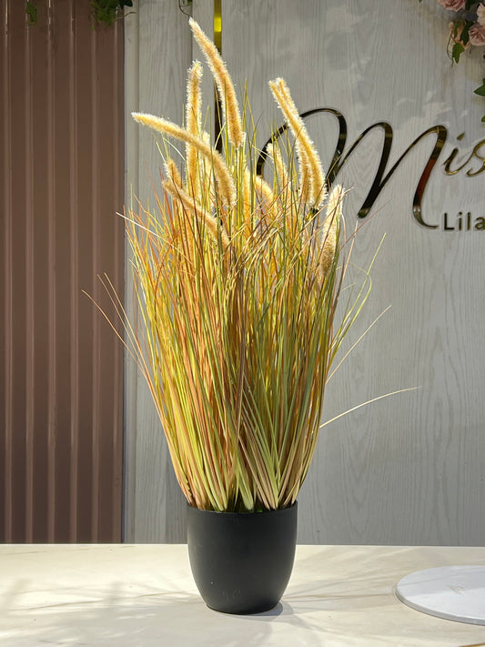 Foxtail Golden small