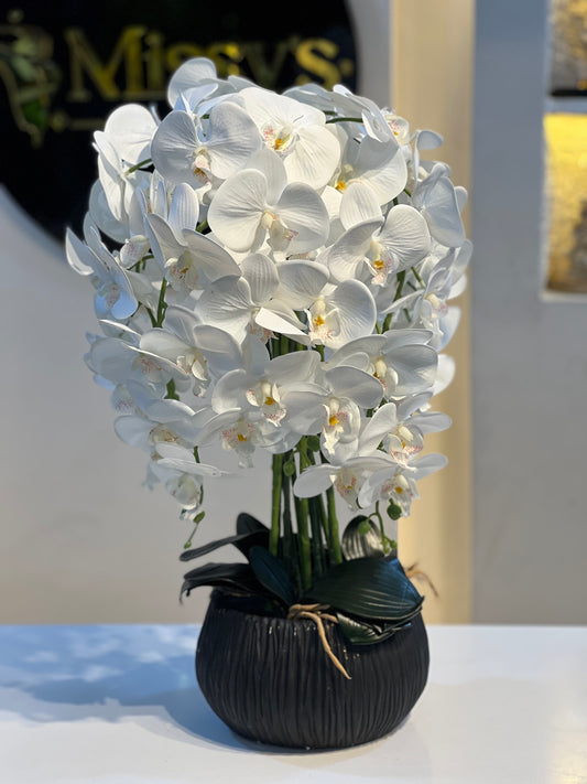Orchid 35