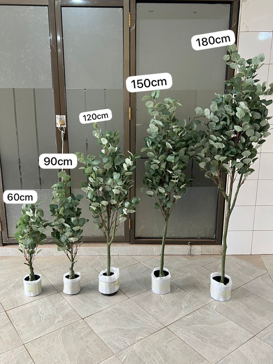 Green eucalyptus 150cm