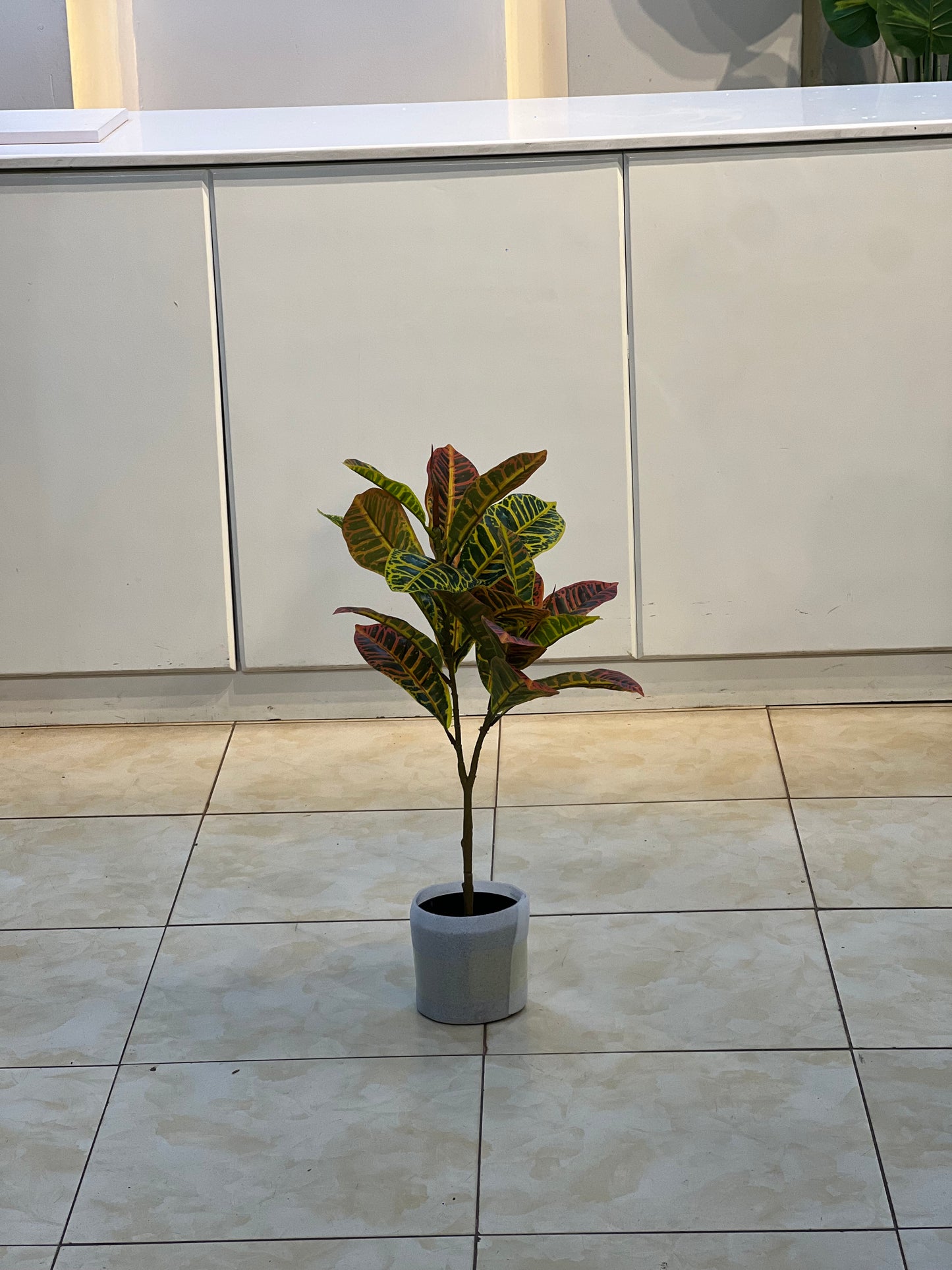 Croton plant 75cm