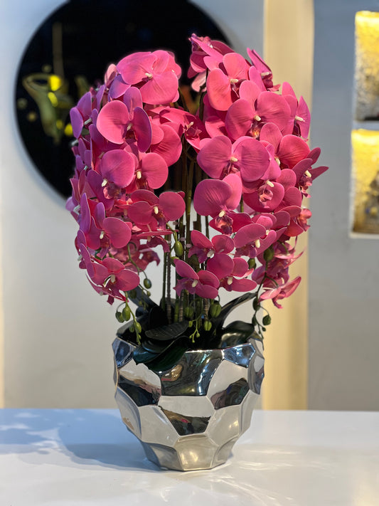 Orchid 6