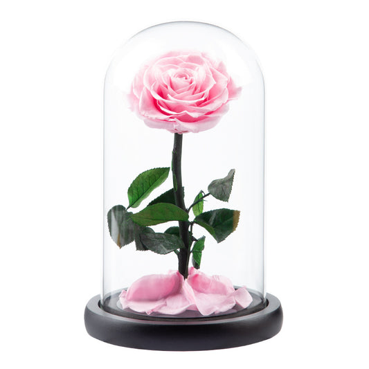 Luxury infinity One Rose