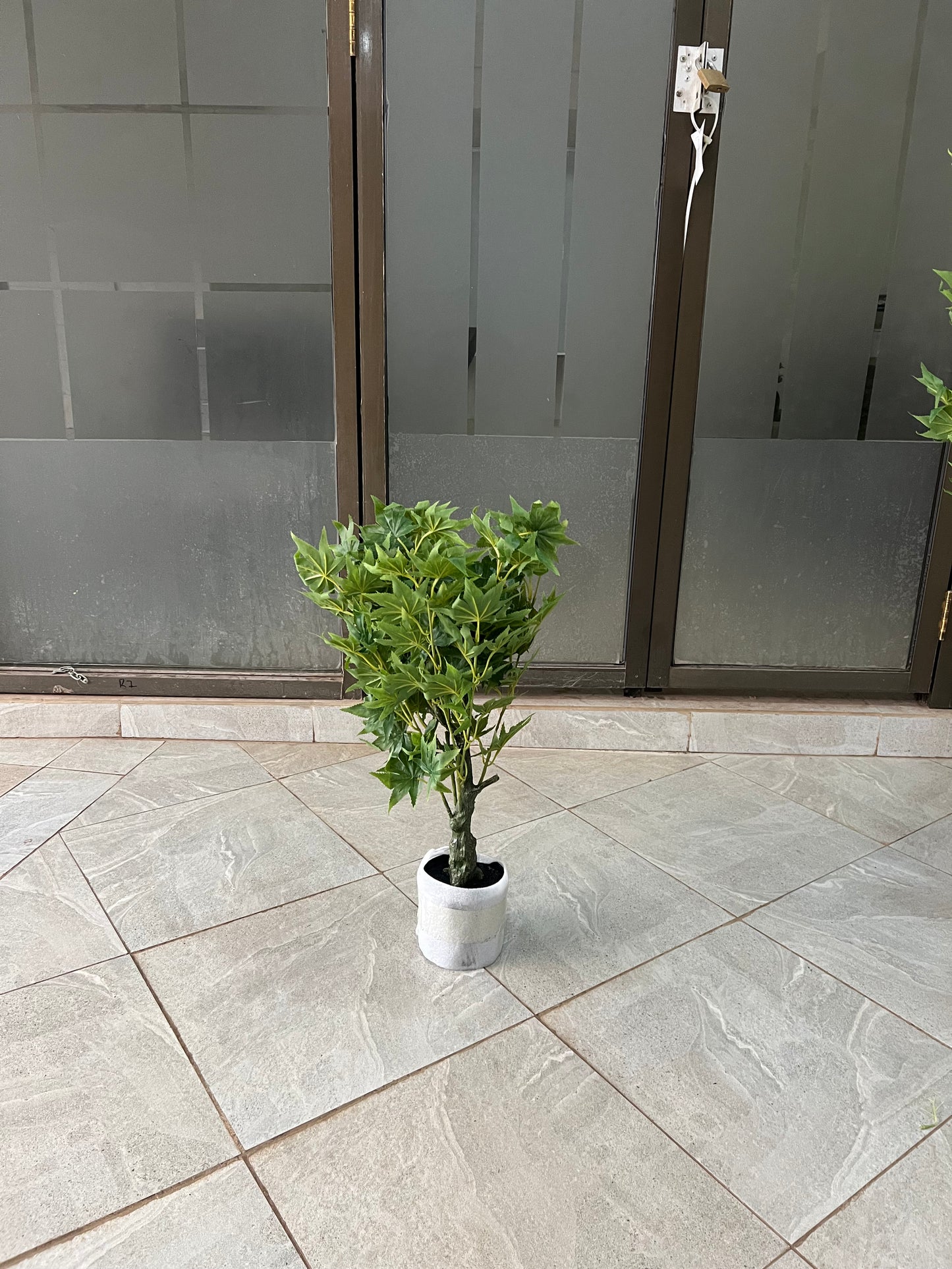 Maples tree 60cm