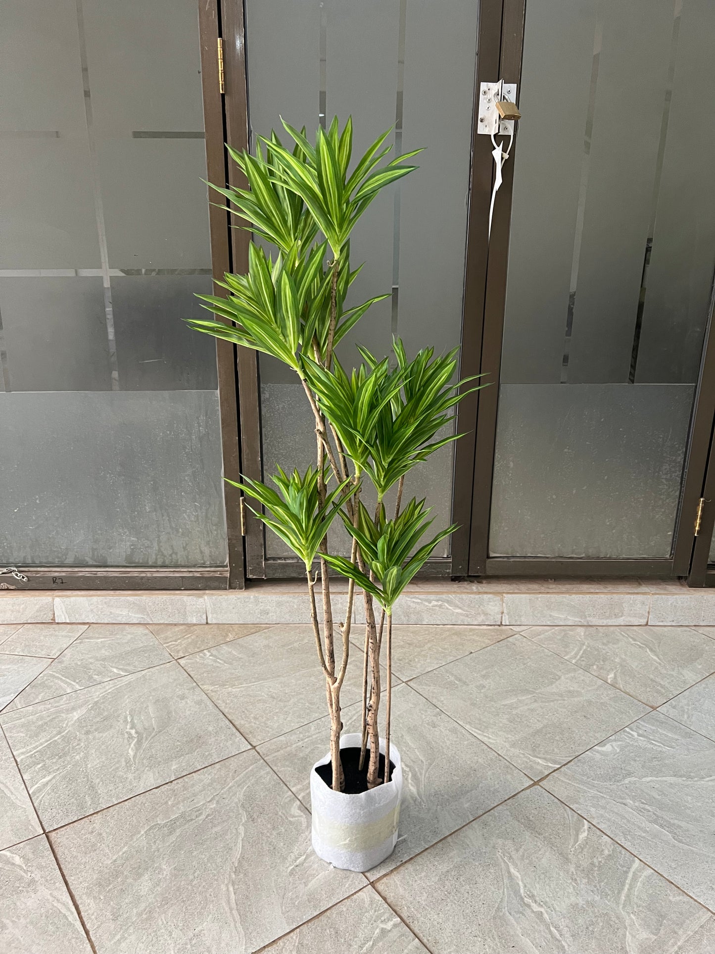 Dracaena deremensis 120cm