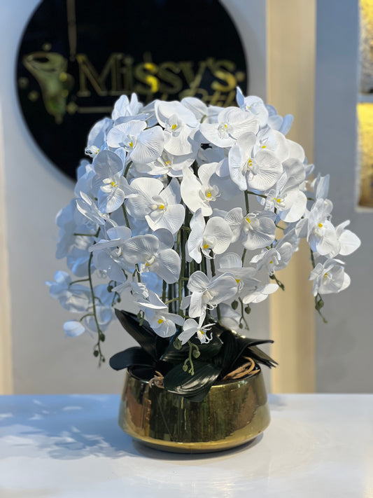 Orchid 5