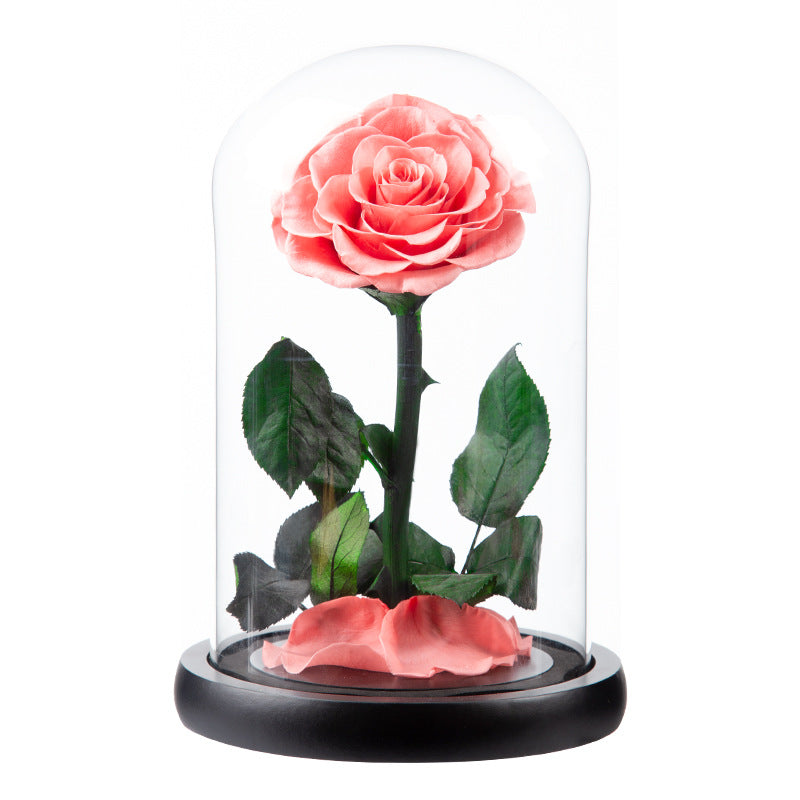 Luxury infinity One Rose