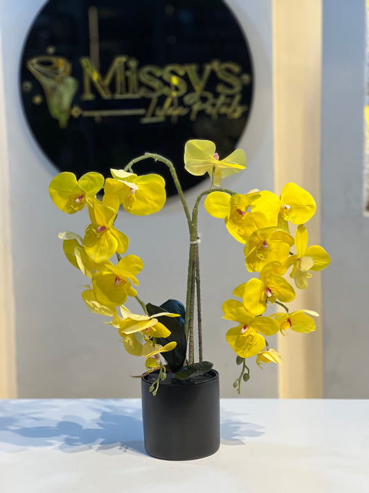 Orchid 7