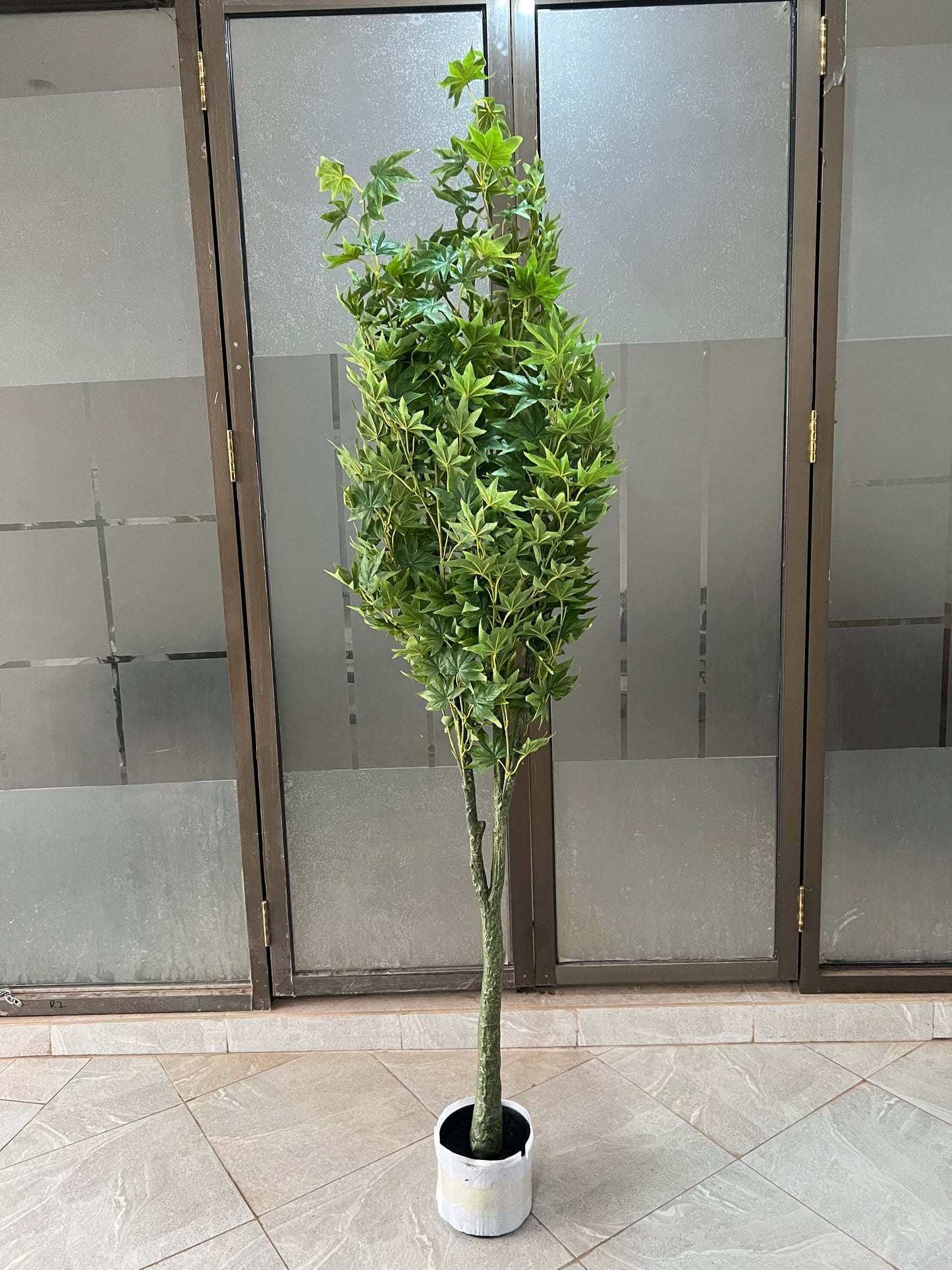 Maples tree 180cm