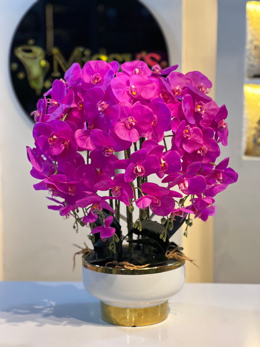 Orchid 1