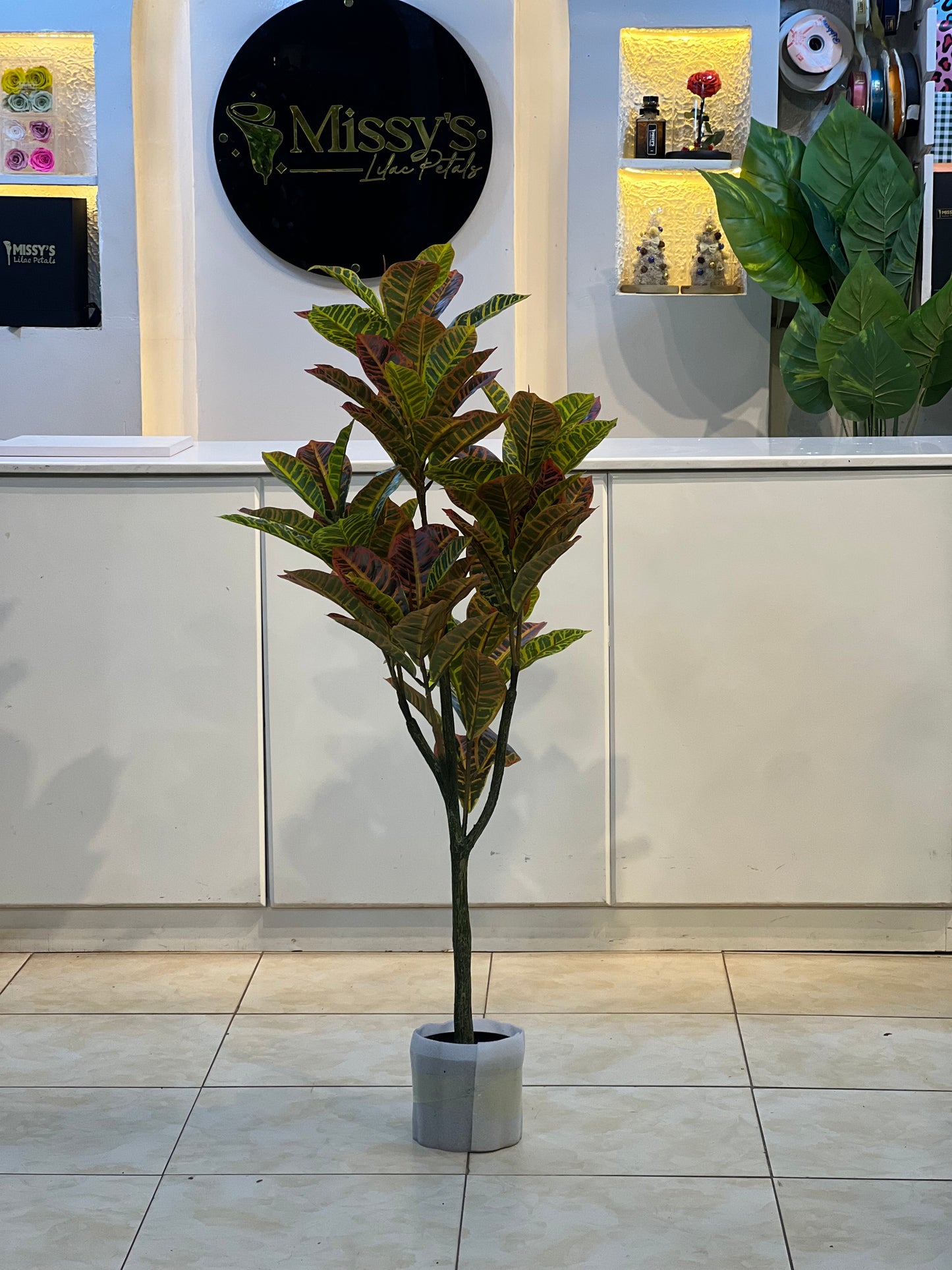 Croton plant 120cm