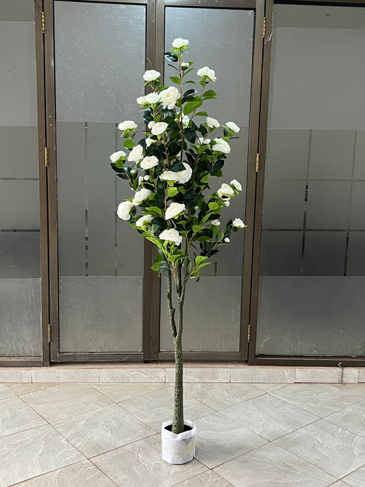 Rosa iceberg tree 180cm