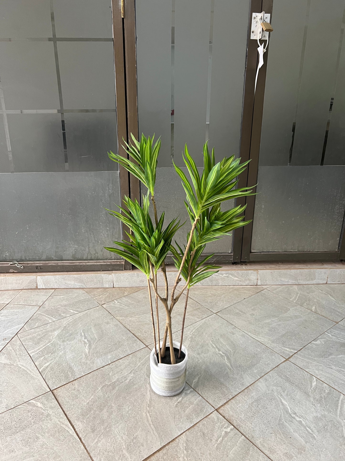 Dracaena deremensis 90cm