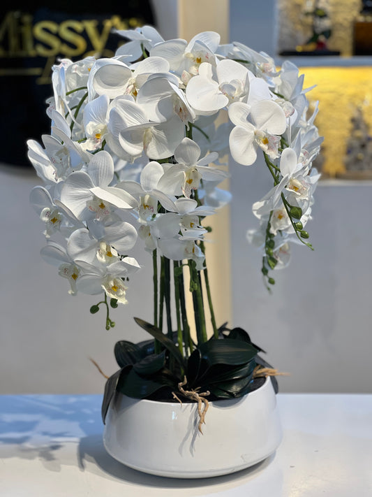 Orchid 36