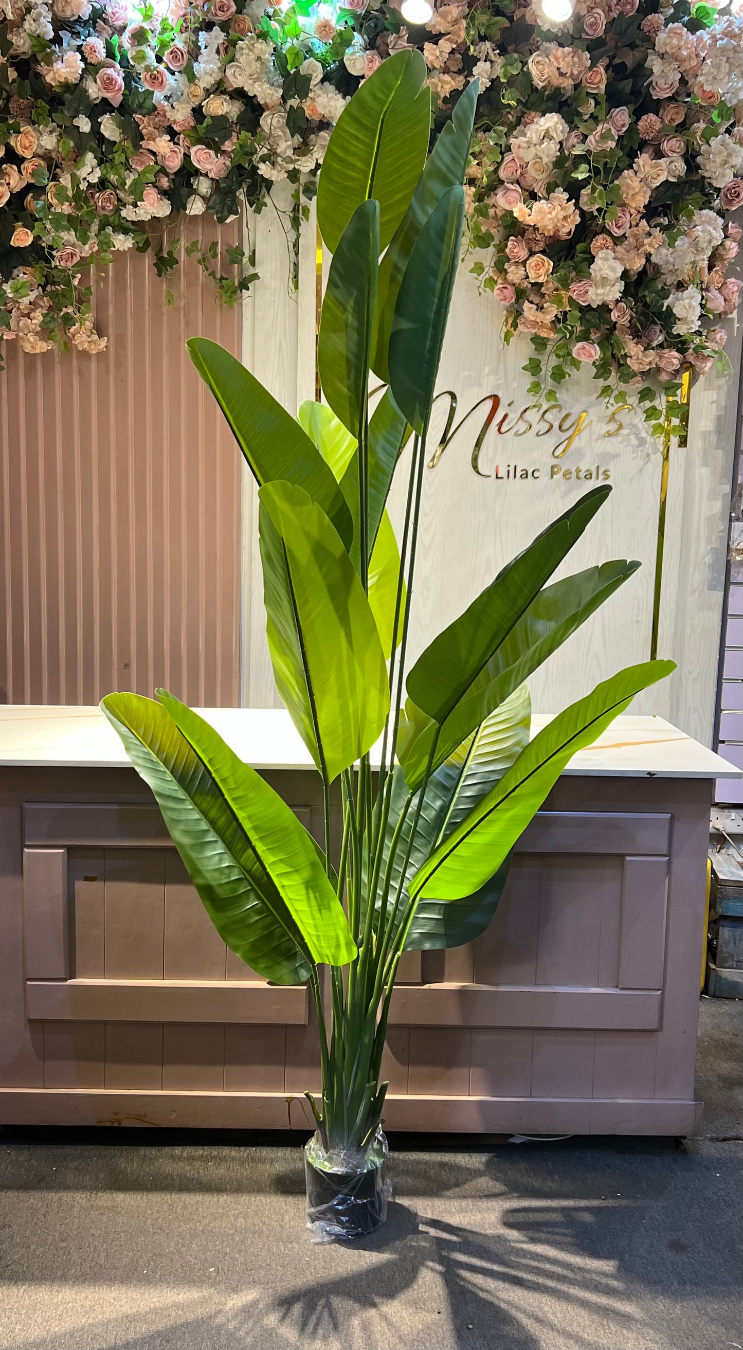 Banana plant 2.5meters