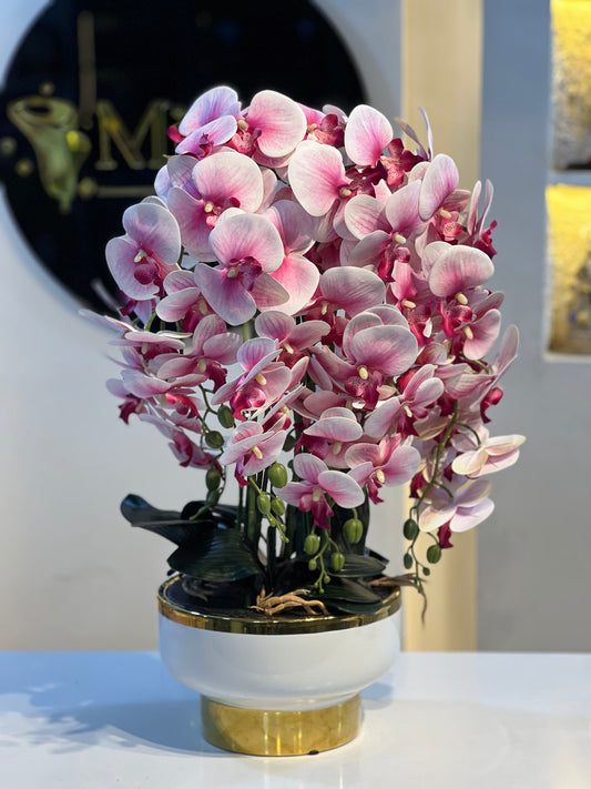Orchid 12