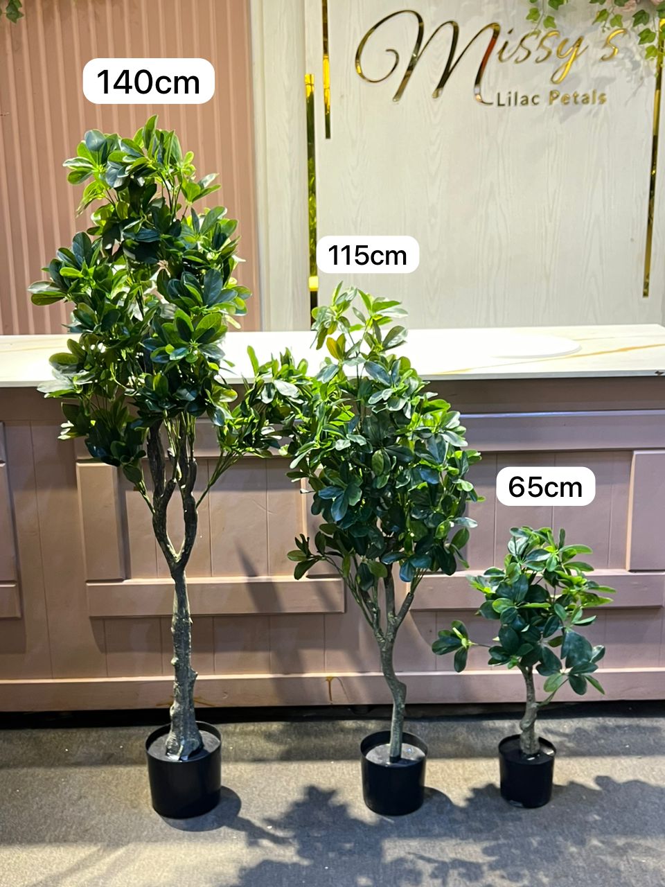 Ficus moclame medium