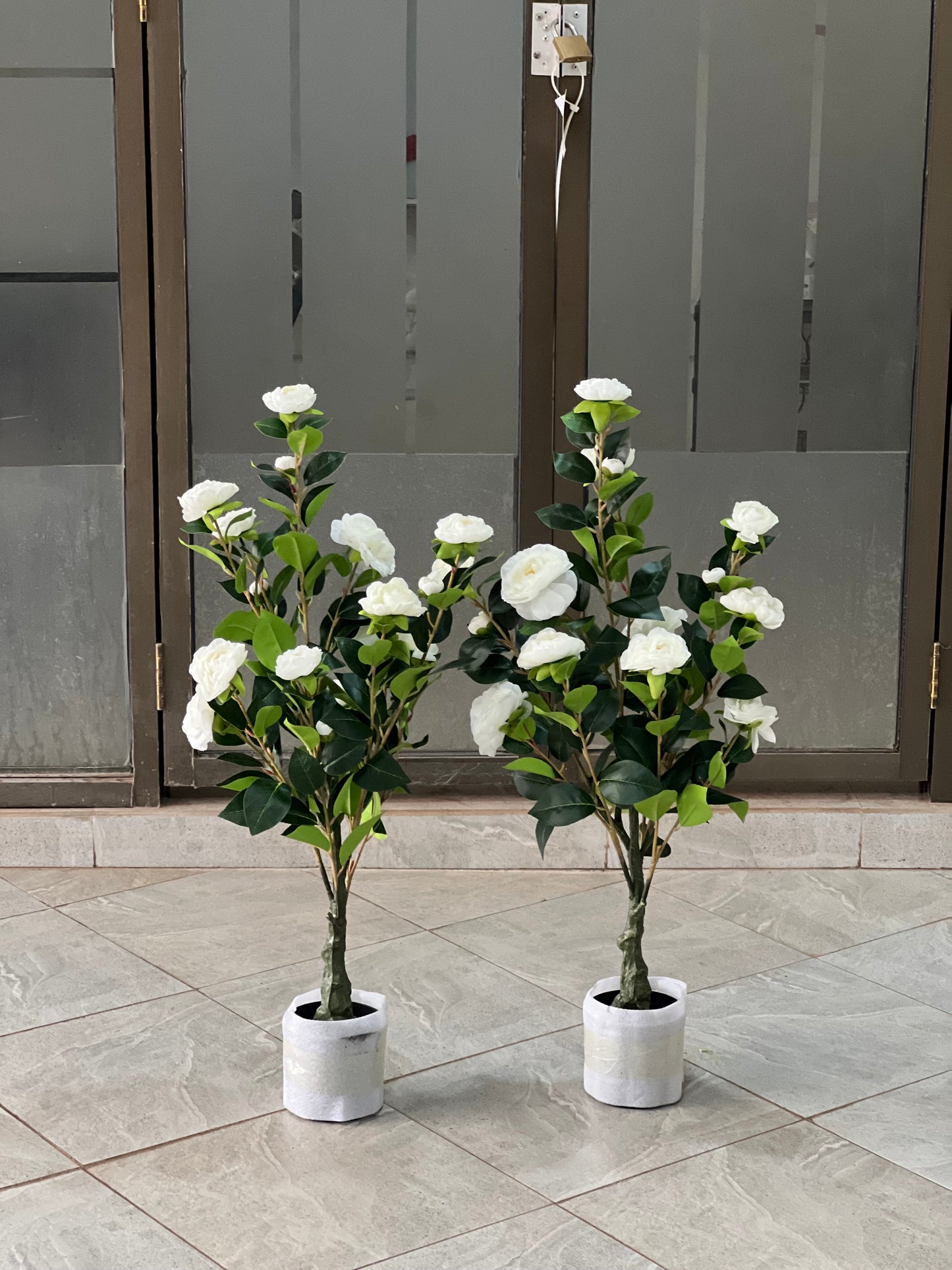 Rosa iceberg tree 90cm