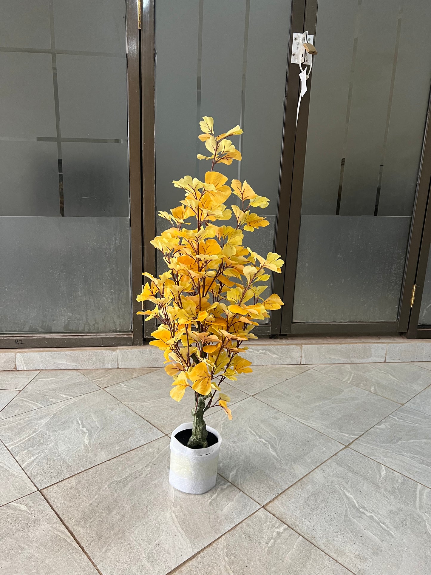 Ginkgo Biloba tree 90cm