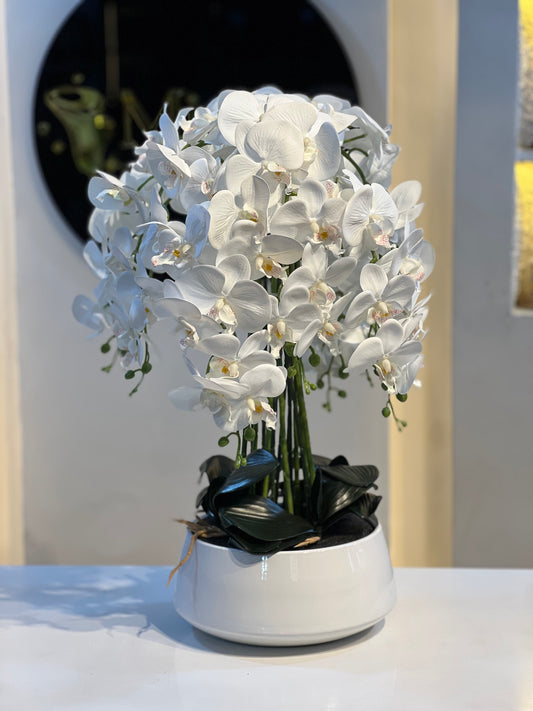 Orchid 11