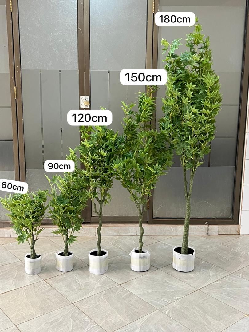 Maples tree 150cm