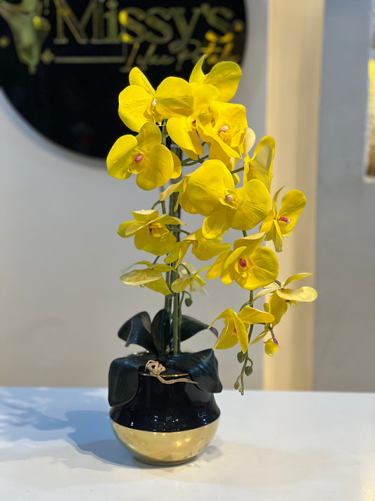 Orchid 8