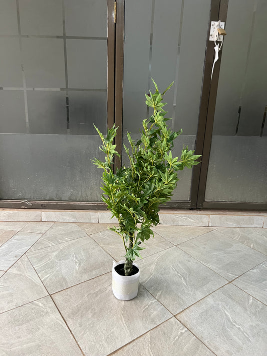 Maples tree 90cm