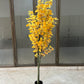 Ginkgo Biloba tree 180cm