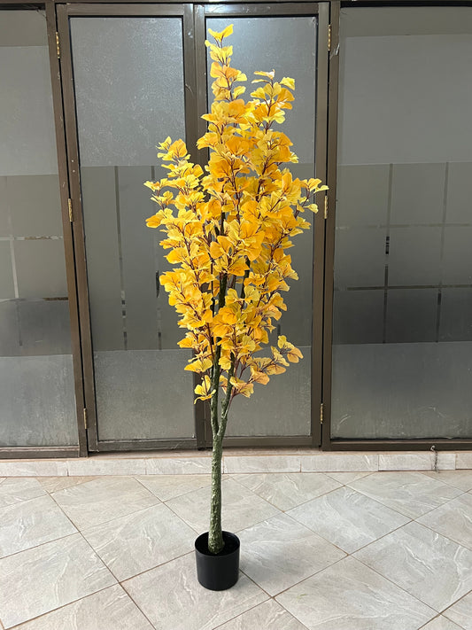 Ginkgo Biloba tree 180cm