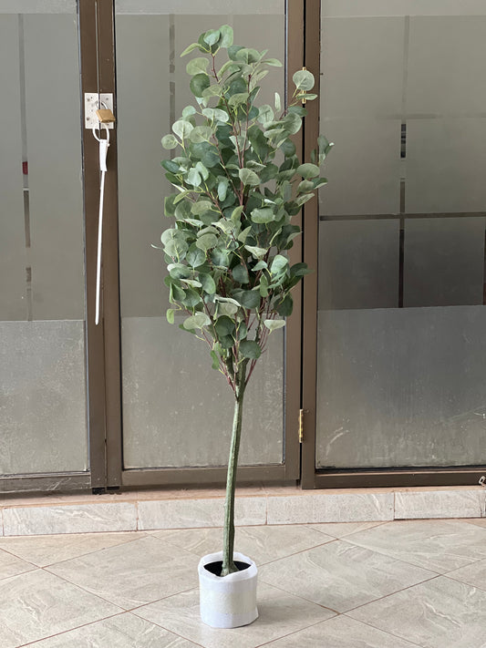 Green eucalyptus 150cm