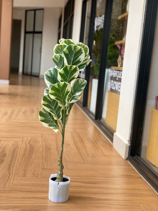 Fiddle leaf fig tree ( 90cm)