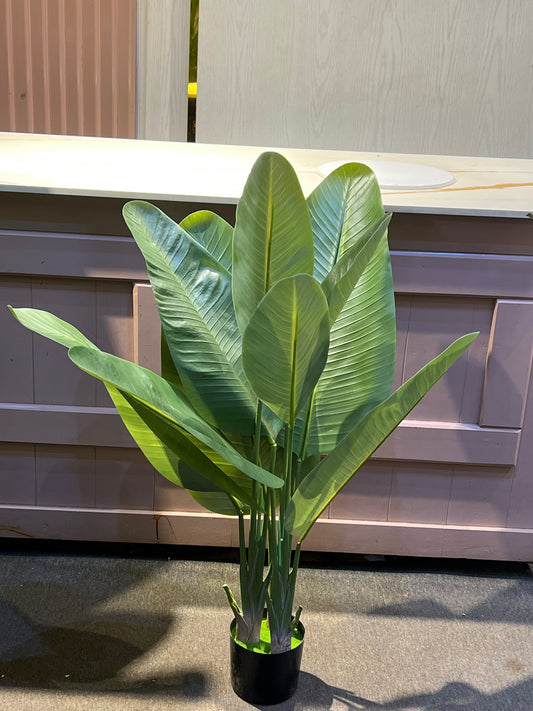 Banana plant 1.6meters