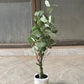 Green eucalyptus 60cm