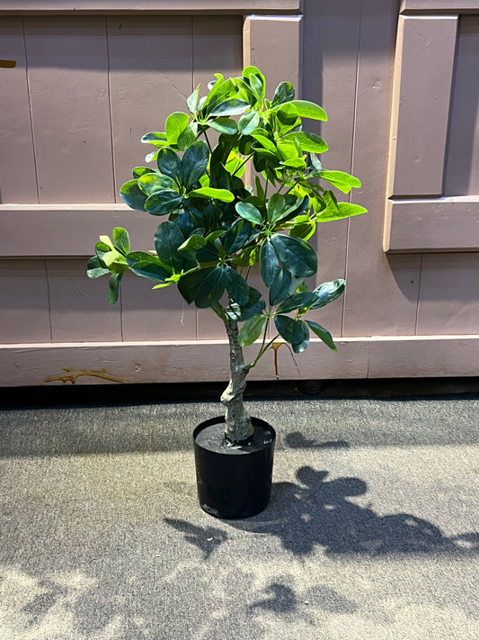 Ficus moclame small