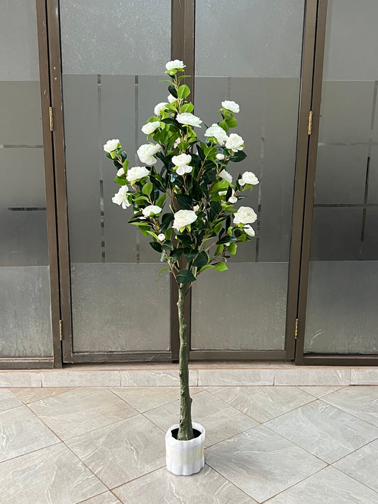 Rosa iceberg tree 150cm