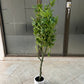 Maples tree 120cm