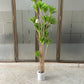 Dracaena deremensis 180cm