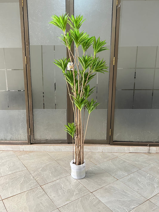 Dracaena deremensis 180cm